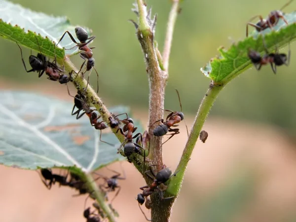 Kaffeesatz gegen Ameisen im Rasen und Garten ameisen auf pflanze laeuse