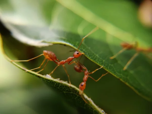 Kaffeesatz gegen Ameisen im Rasen und Garten ameisen nuetzlinge oder schaedlinge