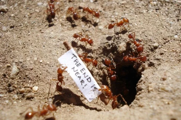 Kaffeesatz gegen Ameisen im Rasen und Garten ameisen staat kolonie schildchen