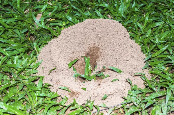 Kaffeesatz gegen Ameisen im Rasen und Garten ameisenhaufen erkennen und behandeln