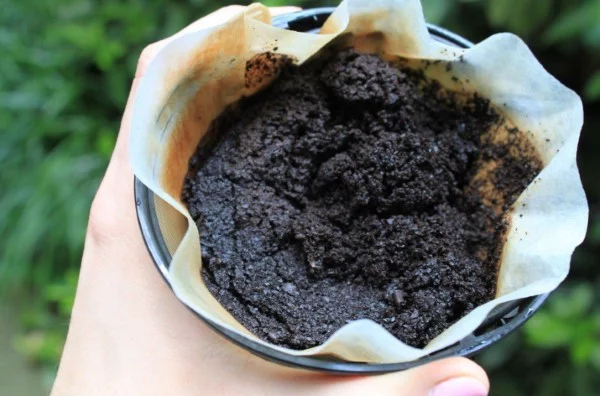 Kaffeesatz gegen Ameisen im Rasen und Garten kaffeesatz filter garten