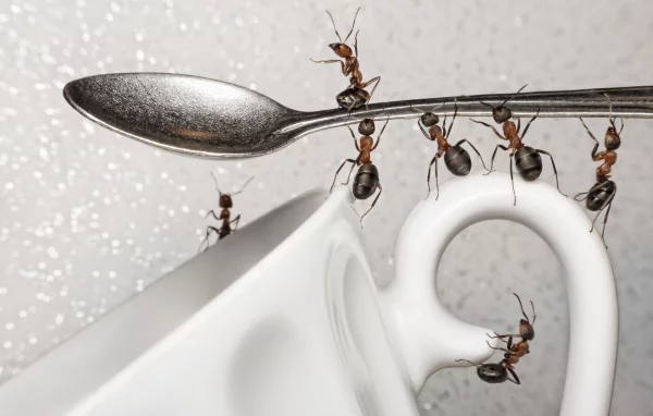 Kaffeesatz gegen Ameisen im Rasen und Garten manche ameisenarten lieben kaffee