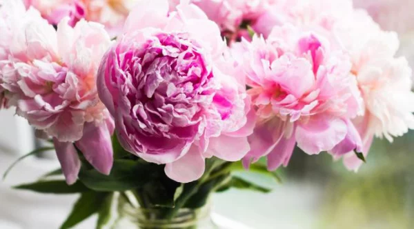 Pfingstrosen in der Vase rosa Blüten essbar lassen sich trocknen für Tee Sirup