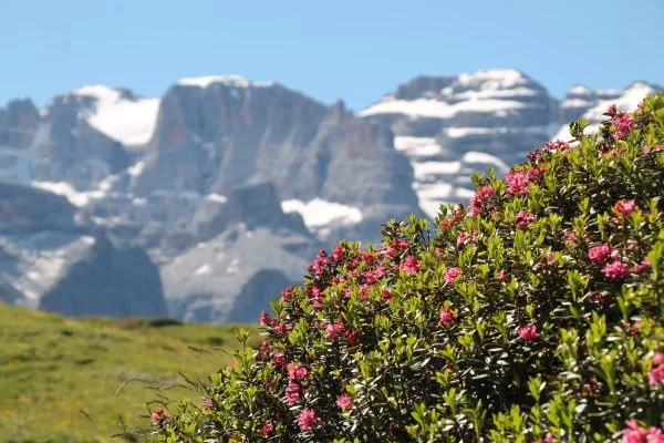 Rhododendron duengen – Pflegetipps fuer ueppige Bluetenpracht alpen arten von azaleen