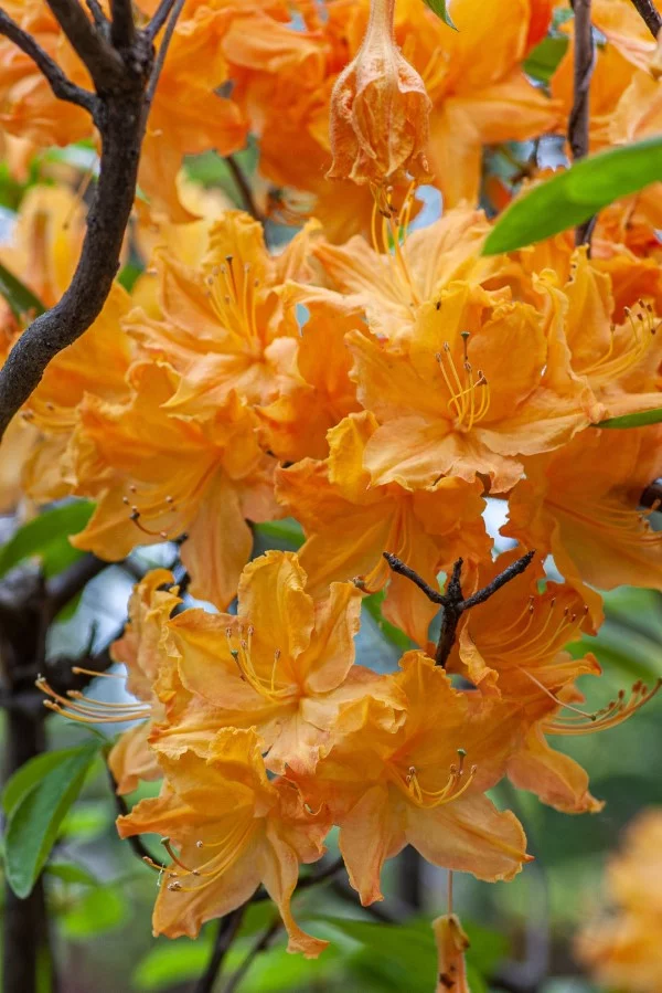 Rhododendron duengen – Pflegetipps fuer ueppige Bluetenpracht azelee mit orange blumen