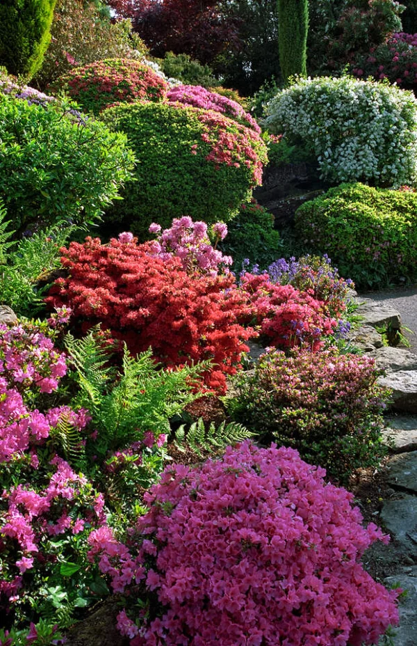 Rhododendron duengen – Pflegetipps fuer ueppige Bluetenpracht bunter garten mit azaleen