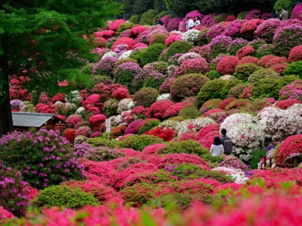 Rhododendron duengen – Pflegetipps fuer ueppige Bluetenpracht garten park mit blumen azaleen