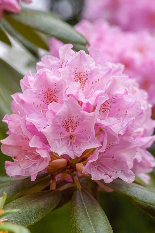 Rhododendron duengen – Pflegetipps fuer ueppige Bluetenpracht klassische rosa lila azalee