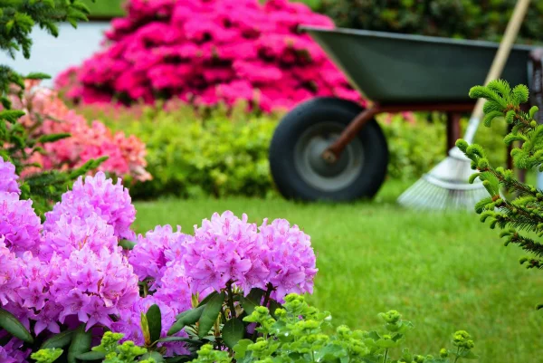 Rhododendron duengen – Pflegetipps fuer ueppige Bluetenpracht pflege fuer gartenpflanzen zierpflanzen