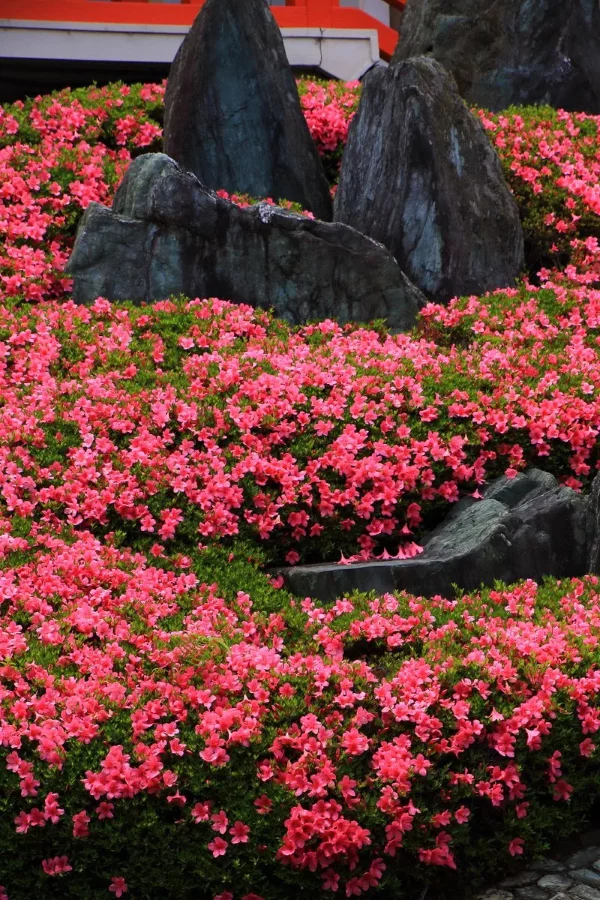 Rhododendron duengen – Pflegetipps fuer ueppige Bluetenpracht steingarten nach japanischer art