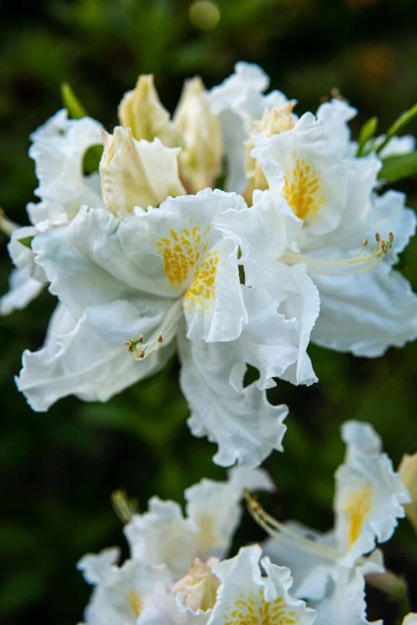 Rhododendron duengen – Pflegetipps fuer ueppige Bluetenpracht zweifarbige blumen weiss gelb azalee