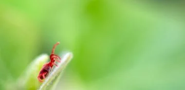 Sind rote Milben im Garten tatsächlich eine Gefahr für Ihre Gartenpflanzen?