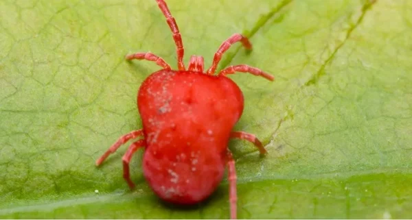 Rote Milben im Garten Spinnmilben oder nicht