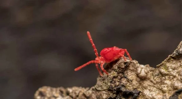 Rote Milben im Garten unterscheiden sich von Spinnmilben