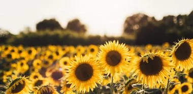 Sonnenblumen säen und pflegen – Tipps rund um die Aussaat