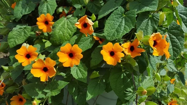 Thunbergia alata richtig pflegen – Tipps rund um die Schwarzaeugige Susanne orange blumen zierpflanze schoen
