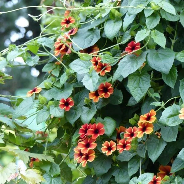 Thunbergia alata richtig pflegen – Tipps rund um die Schwarzaeugige Susanne schoene kletterpflanze aus dem regenwald