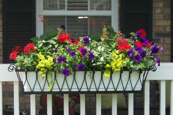 balkonkasten bepflanzen frische farben kombinieren