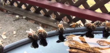 Bienentränke selber bauen und die fleißigen Bienen unterstützen!