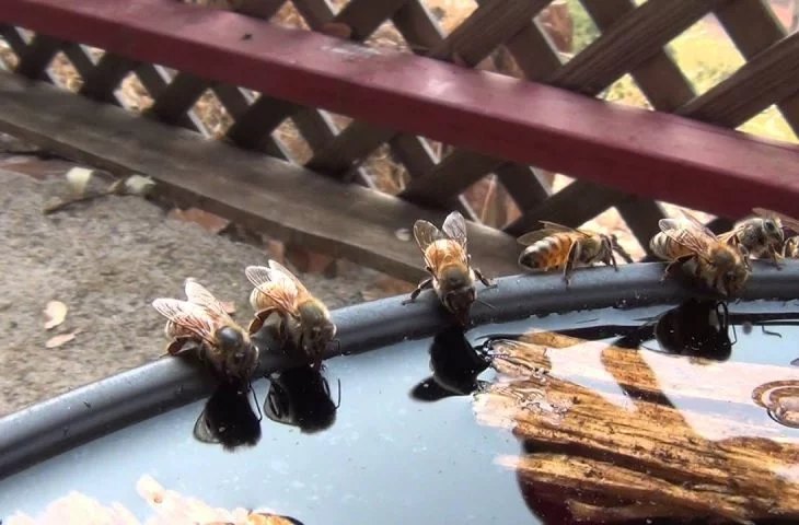 Warum eine Bienentränke selber machen