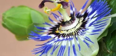 Blaue Passionsblume richtig pflegen - die wichtigsten Tipps für Ihre Passiflora caerulea