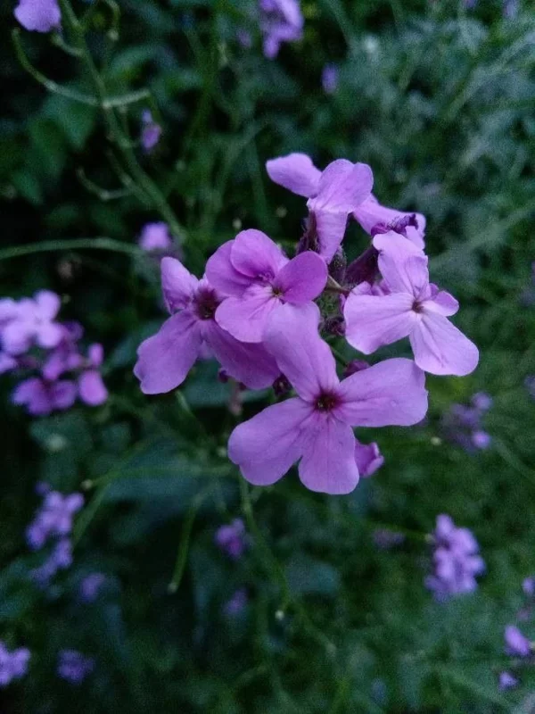 duftende gartenblume gemeine nachtviole lila blüten
