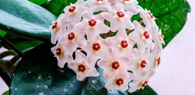 Wachsblume Pflege - das sollten Sie über diese rankende Schönheit schon wissen!