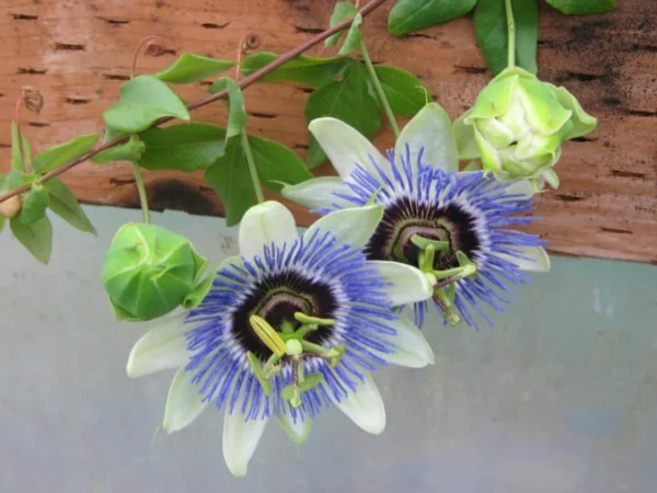 zimmerpflanze kuebelpflanze blaue passionsblume