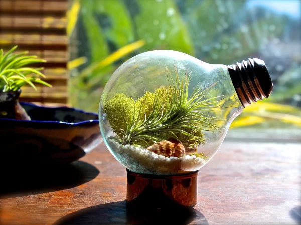Flaschengarten selber machen – Leben im Glas luftpflanze in leuchtbirne glas