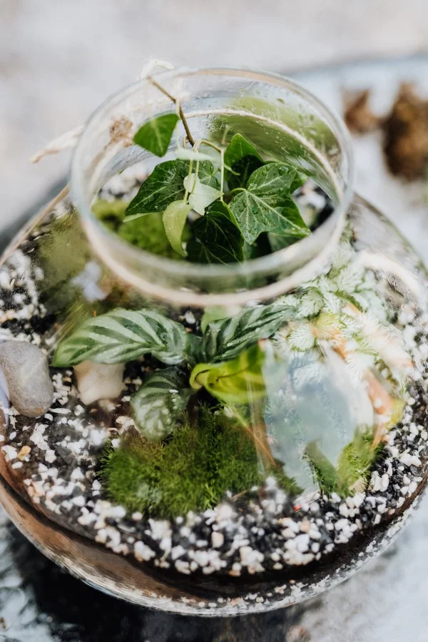 Flaschengarten selber machen – Leben im Glas schoenes arrangement mit zierpflanzen