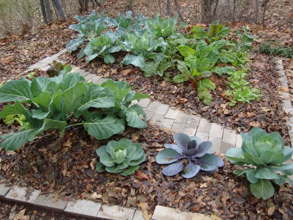 Garten gestalten mit wenig Geld – grossartige Ideen fuer kostenloses Gaertnern mulchen mit laub herbstlaub