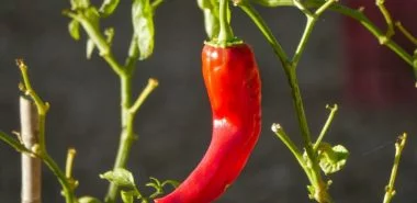 Paprika-Pflanze pflegen - Nützliche Tipps für die Hobbygärtner