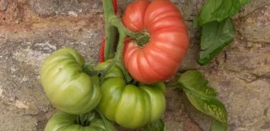 Tomaten richtig pflegen - Was muss man dabei beachten?