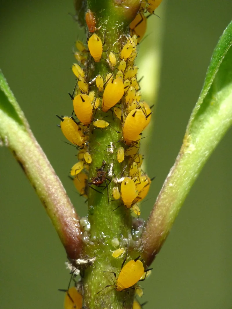 3 Oleander Schaedlinge und wie Sie diese bekaempfen blattlause gelb stamm