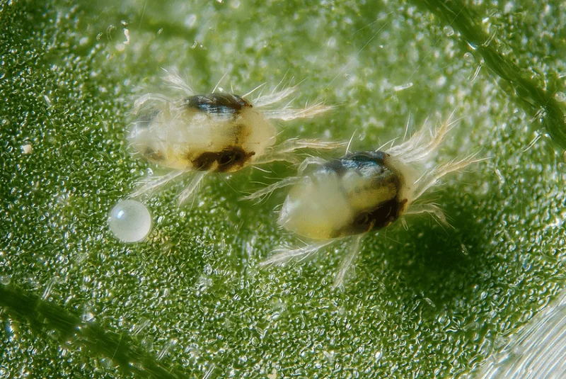 3 Oleander Schaedlinge und wie Sie diese bekaempfen spinnmilben winzig klein