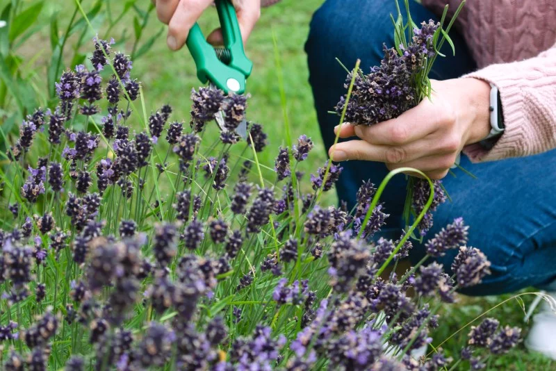 Gartentipps fuer den Sommer – Was gibt es im Juli und August zu tun kraeuter lavendel schneiden