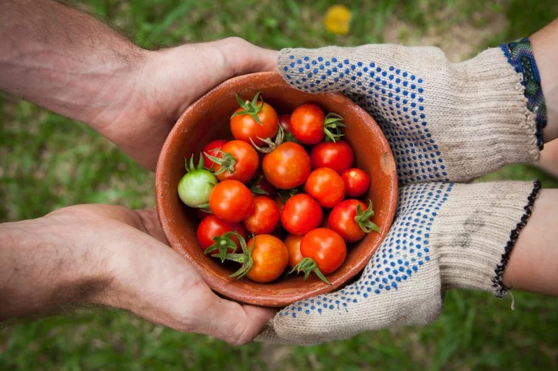 Gartentipps fuer den Sommer – Was gibt es im Juli und August zu tun tomaten ernten hochsommer