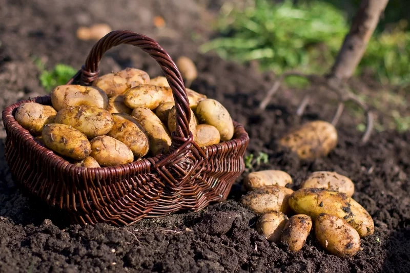 Kartoffelernte eigener Gemuesegarten