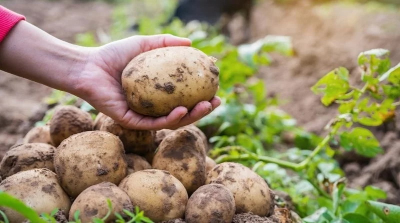 Kartoffeln anbauen ernten und lagern