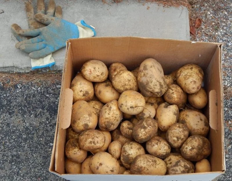 Kartoffeln ernten und in Kartonkissten lagern