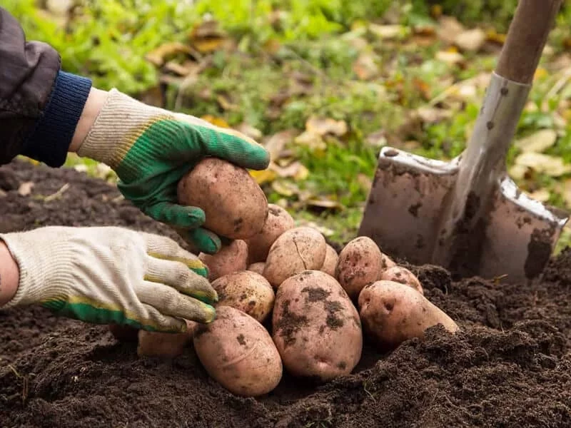 Kartoffeln ernten und lagern eigener Anbau