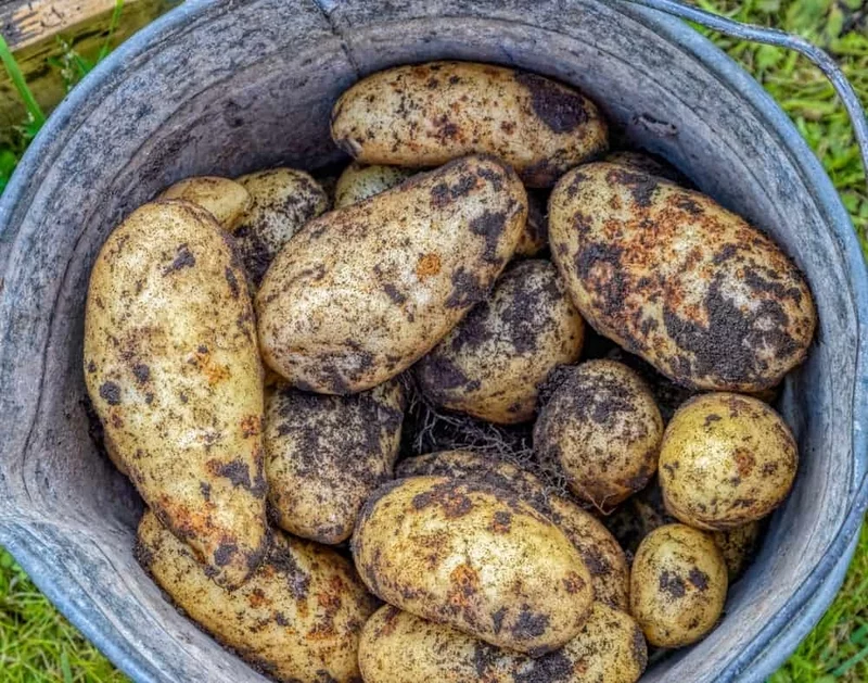 Kartoffeln poekeln und langfristig aufbewahren Tipps