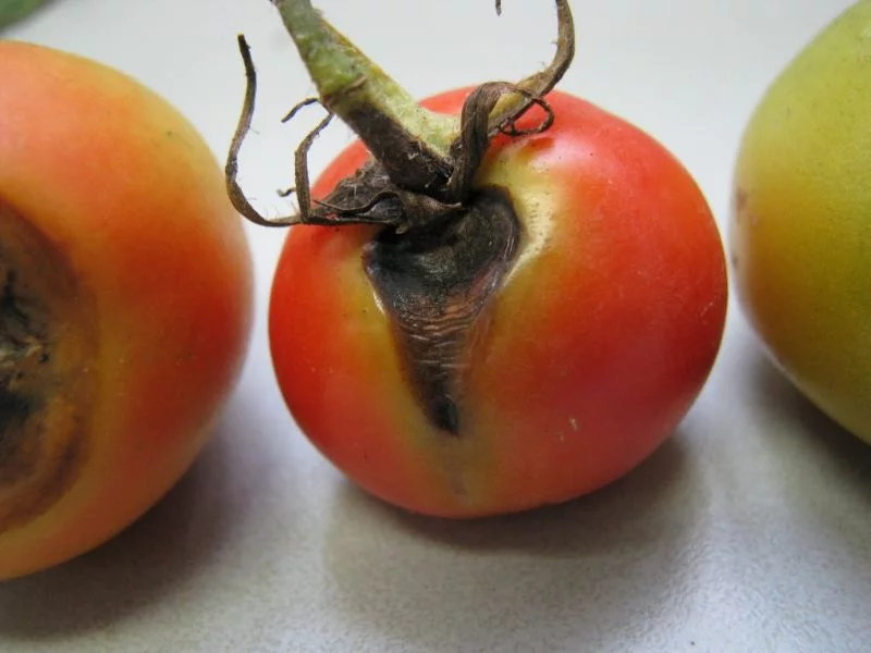 braune tomaten braunfaule bei tomaten