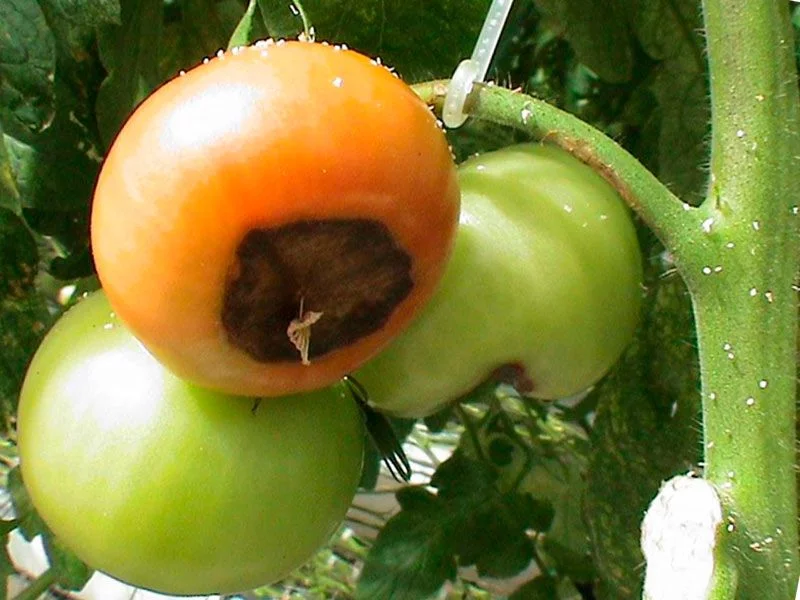 braune tomaten tipps dagegen - Was hilft gegen Braunfäule bei Tomaten