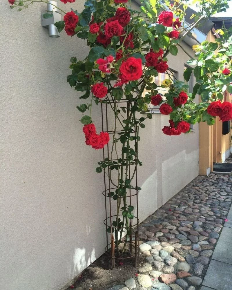 einfache idee mit rosen mit einer gitter fuer kletterrosen