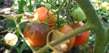 Was hilft gegen Braunfäule bei Tomaten! 5 sichere Tipps!