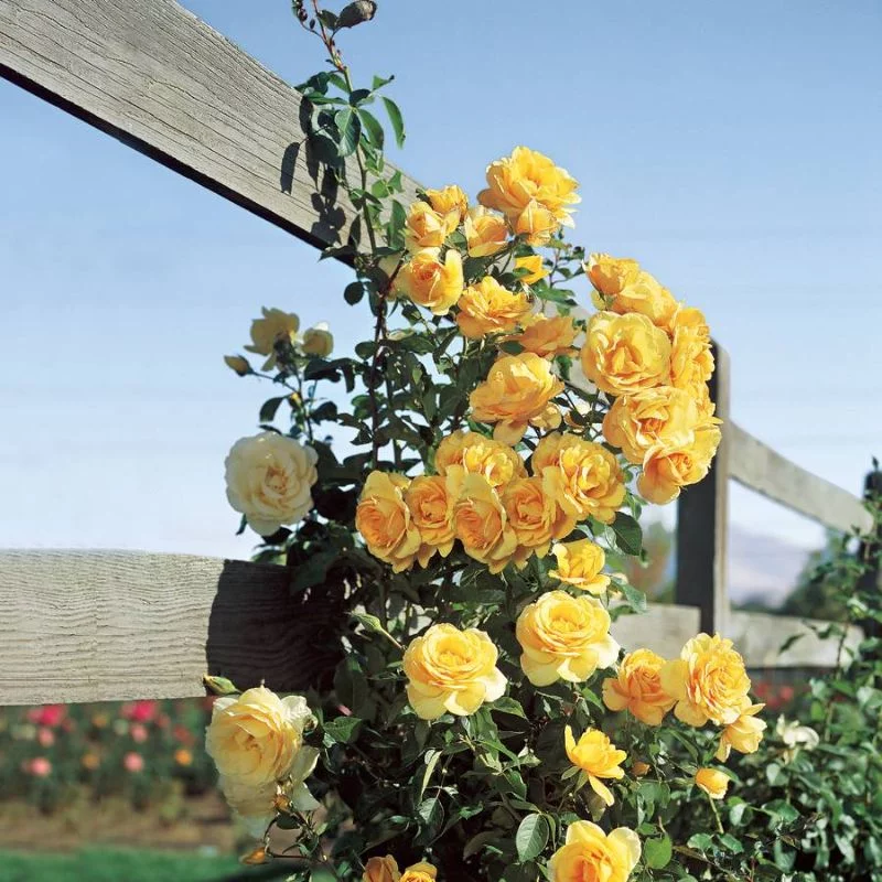 gelbe rosen tolle idee pflanzen