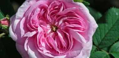 Rosen für Halbschatten sorgfältig aussuchen und richtig pflegen