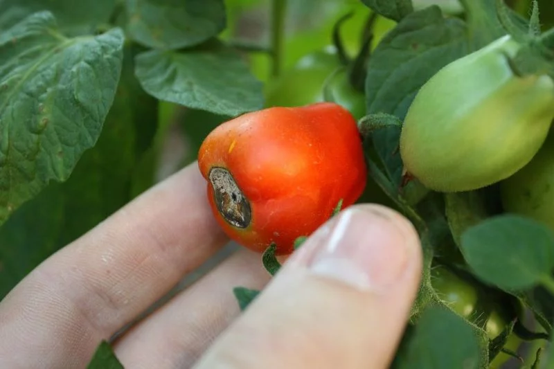 tomaten garten ideen trends