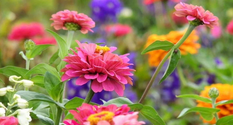 Gartentipps für August farbenfrohe Blumen